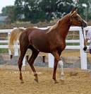 Arabian (pb) Stallion U.K