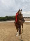 Arabian (pb) Stallion U.K