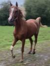 Arabian (pb) Stallion U.K