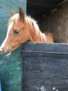 Arabian (pb) Stallion U.K