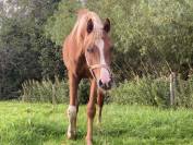 Arabian (pb) Stallion U.K