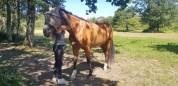 Magnifique jument KWPN 16 ans