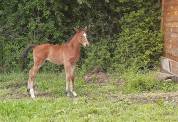 Rare poulain par all star 5