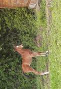 Rare poulain par all star 5