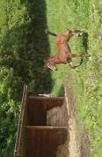 Rare poulain par all star 5