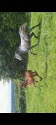 Rare poulain par all star 5