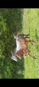 Rare poulain par all star 5