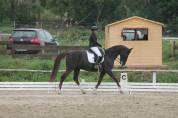 &Agrave; vendre cheval de compagnie 
