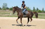 &Agrave; vendre cheval de compagnie 