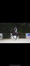 &Agrave; vendre cheval de compagnie 