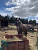 &Agrave; vendre cheval de compagnie 
