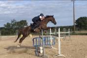 Hongre 7 ans SF 