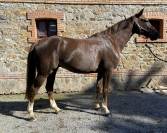 Hongre 7 ans SF 