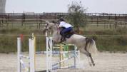 Jument selle fran&ccedil;ais - 7 ans 