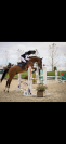 &Agrave; VENDRE : Hongre de 6 ans &ndash; Top Origines &ndash; CSO