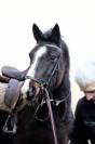 Cheval d'avenir