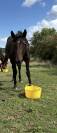 Vend ou loue trotteuse pour transfert d&rsquo;embryon