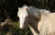 Poulain Welsh A PP 2025 cr&egrave;me yeux bleus