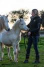 Poulain Welsh A PP 2025 cr&egrave;me yeux bleus