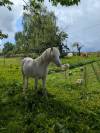 Poulain Welsh A PP 2025 cr&egrave;me yeux bleus
