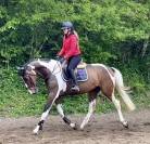 Joli hongre kwpn de 4 ans, +- 1m70, kwpn