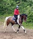 Joli hongre kwpn de 4 ans, +- 1m70, kwpn