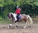 Joli hongre kwpn de 4 ans, +- 1m70, kwpn