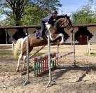 Joli hongre kwpn de 4 ans, +- 1m70, kwpn