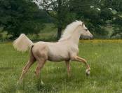 Hongre palomino oc 