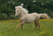 Hongre palomino oc 