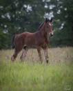 Poulain SF