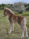 Poulain cheval miniature AMHA PP