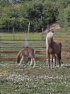 Poulain cheval miniature AMHA PP