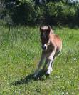 Poulain cheval miniature AMHA PP