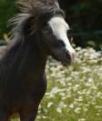 Poulain cheval miniature AMHA PP