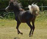 Poulain cheval miniature AMHA PP