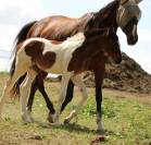 Mare Anglo-Arabian Cross For sale 2026 Coloured