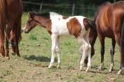 Mare Anglo-Arabian Cross For sale 2026 Coloured
