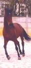 Cheval Espagnol