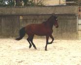 Cheval Espagnol