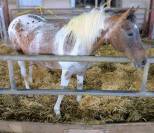 Jument appaloosa ONC 