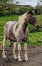 Jument appaloosa ONC 