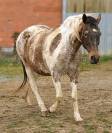 Jument appaloosa ONC 