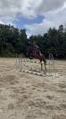 Jeunes cheval avec des moyens id&eacute;al amateur 