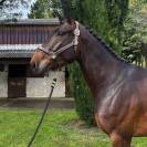 Jeunes cheval avec des moyens id&eacute;al amateur 