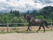 Laos du Murger, Selle fran&ccedil;ais 5 ans
