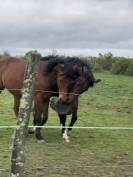 HARAS DE CUILLERET 