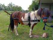 Entier type mini shetland 