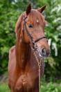 KELLE STAR DU COMTE