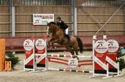 Cheval Selle Francais 